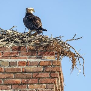 Animal & Bird Nesting
