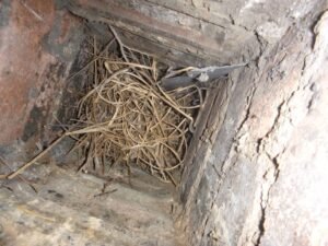 Animal or Debris Blockage